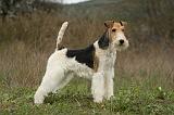 FOX TERRIER 502